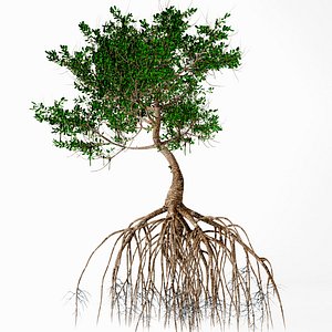 3D model mangrove tree