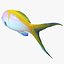 Bartletts Anthias