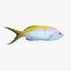 Bartletts Anthias