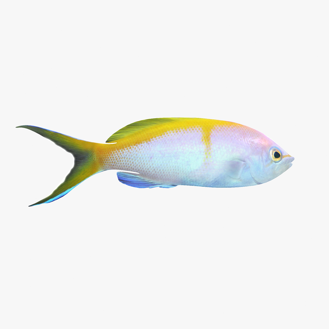 bartlett anthias max https://p.turbosquid.com/ts-thumb/Cb/FtU9nH/jvHG94Ca/bartlettsanthias1tt/jpg/1402675967/1920x1080/turn_fit_q99/5ca2837707c0d132f6c3244f98ea9c12361191a5/bartlettsanthias1tt-1.jpg