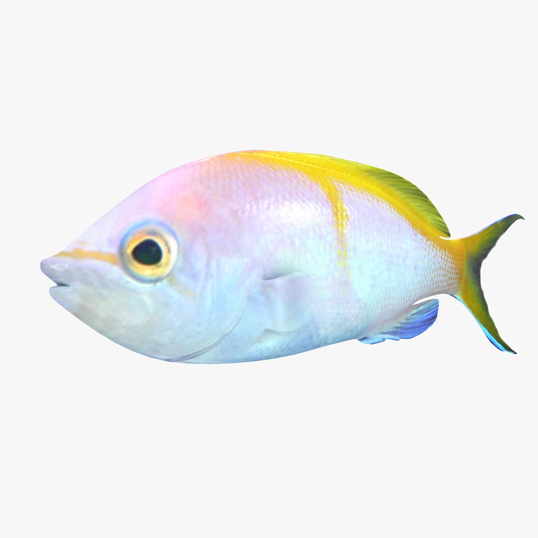 bartlett anthias max https://p.turbosquid.com/ts-thumb/Cb/FtU9nH/ke26WIBN/bartlettsanthias1r2/jpg/1402675827/1920x1080/fit_q87/3743f3c81cdba5356883905e8c8941da57d730e4/bartlettsanthias1r2.jpg