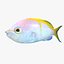 Bartletts Anthias