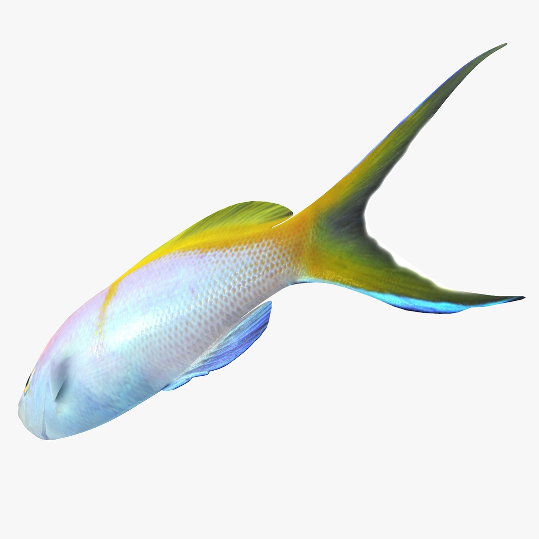 bartlett anthias max https://p.turbosquid.com/ts-thumb/Cb/FtU9nH/qGvsgeZ0/bartlettsanthias1r3/jpg/1402675828/1920x1080/fit_q87/e4888315f56b270b3a940a5f9ae76b354ea5d8fc/bartlettsanthias1r3.jpg