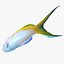 Bartletts Anthias