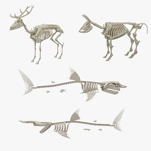 deer skeleton 3D model