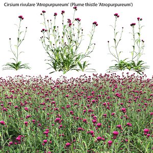 Cirsium rivulare Atropurpureum - Plume thistle Atropurpureum 3D model