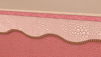 Skin layer Healthy 3D model