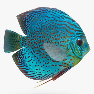 Discus Fish (Animated)