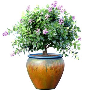 3D Decorative flowering garden shrub bush Lilac tree in a potted flowerpot in Provence style model