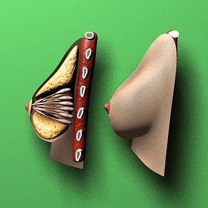 Breast
