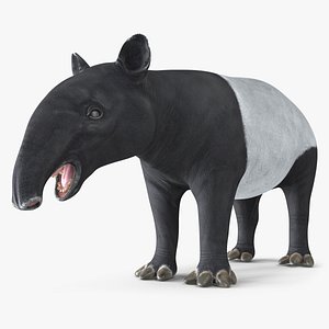 3D Tapir Rigged model