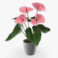 Plant Anthurium in Pot with Soil Pink
