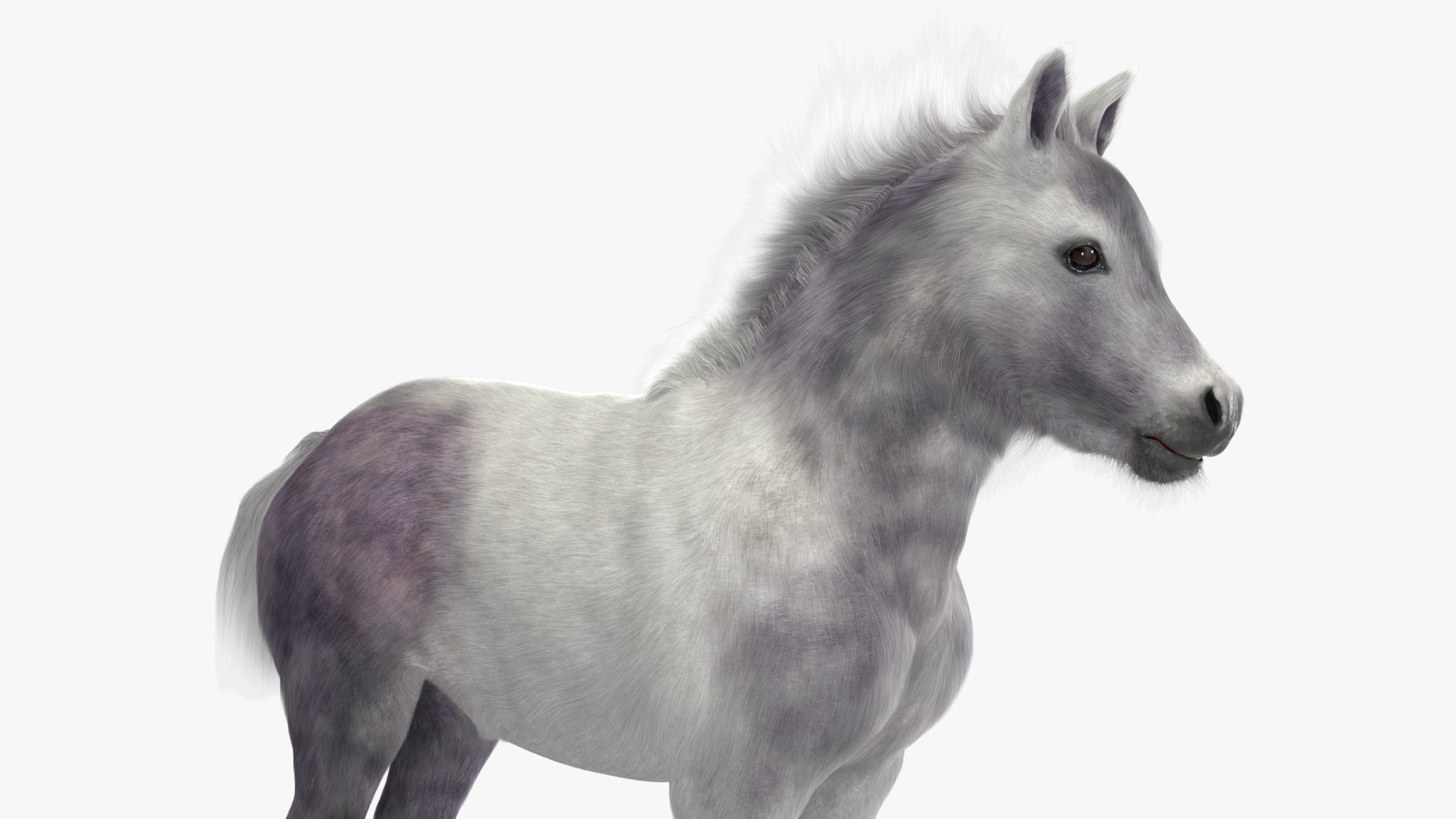 Shetland Pony White Fur 3D Model - TurboSquid 2234501