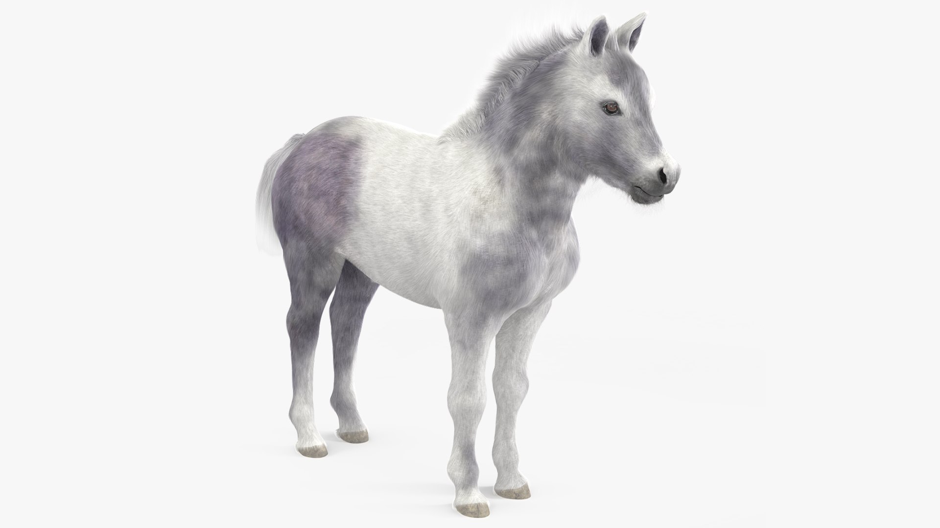 Shetland Pony White Fur 3D model preview