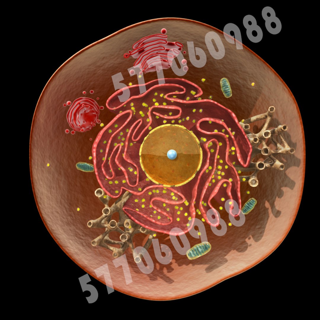 3d model of animal cell https://p.turbosquid.com/ts-thumb/Cc/1ejEab/61reMljC/2/jpg/1488127632/1920x1080/fit_q87/7f45149abacbb77745131bbe9d59d26cd50fb351/2.jpg
