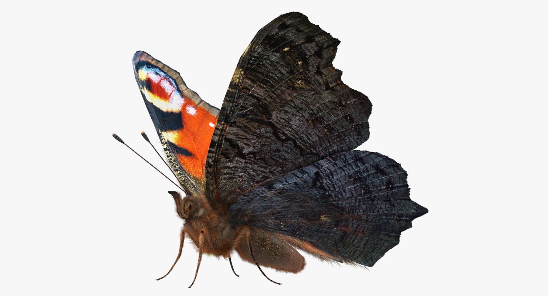 Peacock Butterfly or Aglais io with Fur 3D Model 3D model preview
