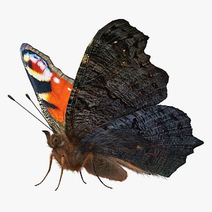 Peacock Butterfly or Aglais io with Fur 3D Model