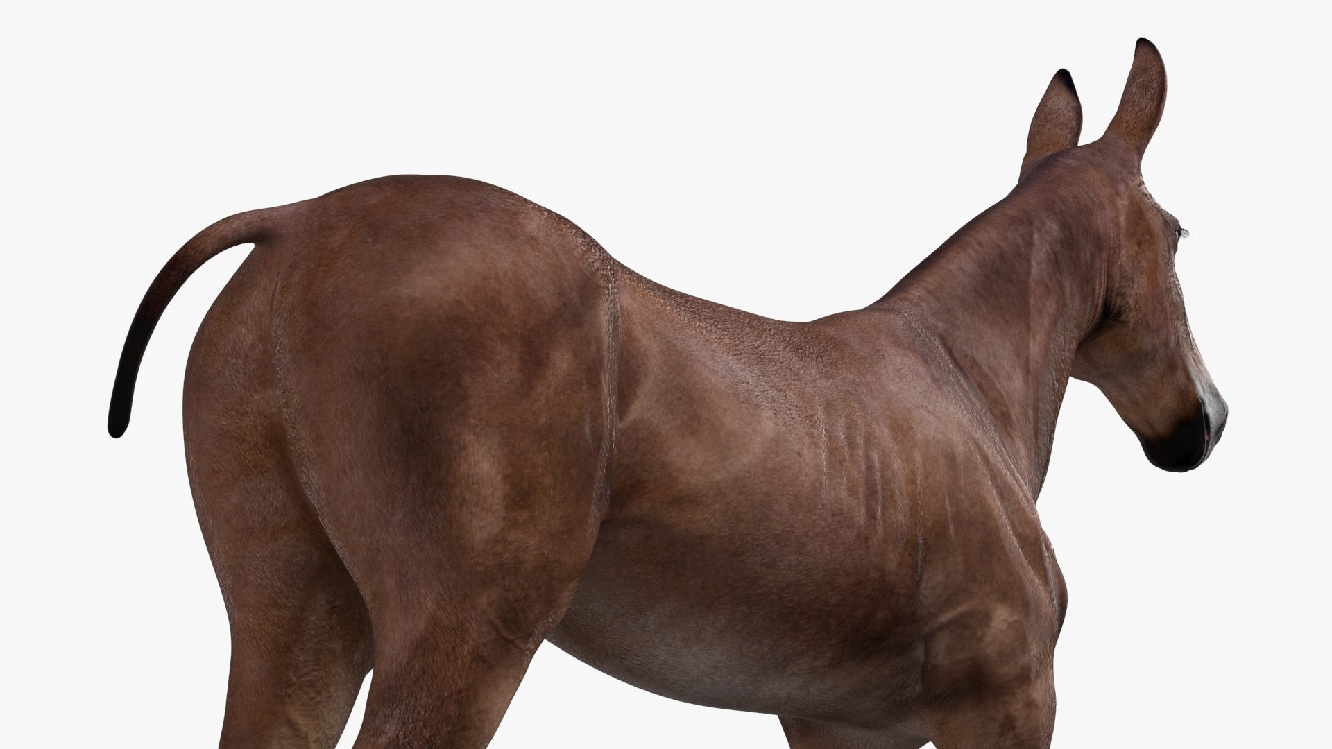 Mule Dark 3D https://p.turbosquid.com/ts-thumb/Cc/5gWLMU/3M/muledarkmb3dmodel012/jpg/1726016369/1920x1080/fit_q87/da4b745ea67337f47c5ba5e190a7398cda37eba6/muledarkmb3dmodel012.jpg