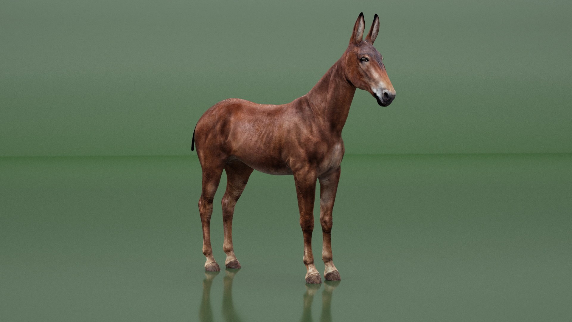 Mule Dark 3D https://p.turbosquid.com/ts-thumb/Cc/5gWLMU/Jh/muledarkmb3dmodel004/jpg/1726016337/1920x1080/fit_q87/1ab6f7957b78b73f0ceb152378b24a591566825e/muledarkmb3dmodel004.jpg