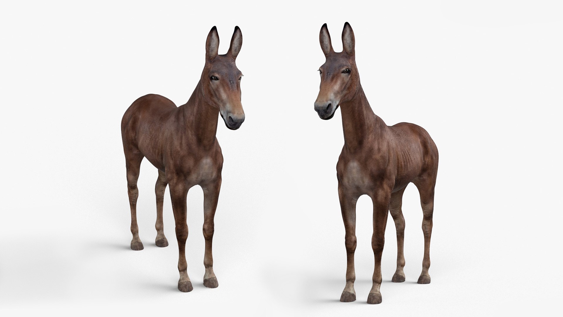 Mule Dark 3D https://p.turbosquid.com/ts-thumb/Cc/5gWLMU/MS/muledarkmb3dmodel007/jpg/1726016349/1920x1080/fit_q87/7933781fd01fc2f7b307de2a9a68eaa88d022b3e/muledarkmb3dmodel007.jpg