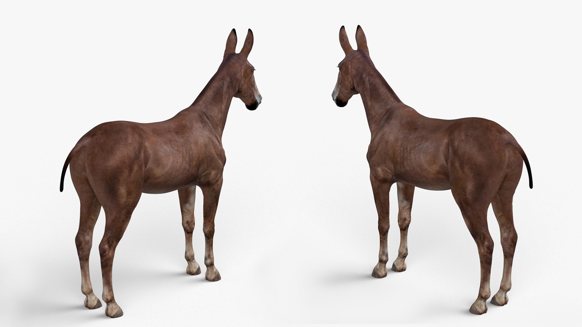 Mule Dark 3D https://p.turbosquid.com/ts-thumb/Cc/5gWLMU/OO/muledarkmb3dmodel006/jpg/1726016345/1920x1080/fit_q87/a805adf7741c4c90304f1a1078d51b79c63a07c4/muledarkmb3dmodel006.jpg