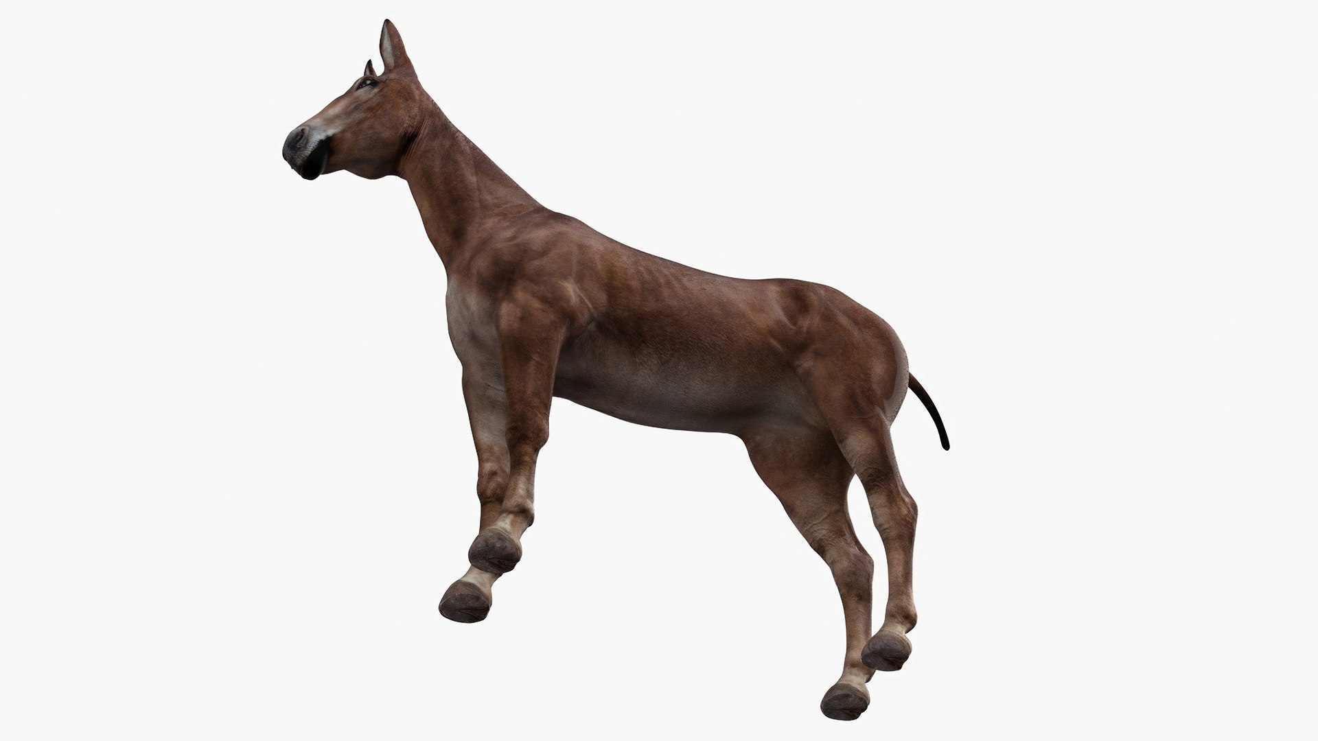 Mule Dark 3D https://p.turbosquid.com/ts-thumb/Cc/5gWLMU/X8/muledarkmb3dmodel009/jpg/1726016357/1920x1080/fit_q87/cecc65d5890271b289cfd4c3d542a4145fb05ef3/muledarkmb3dmodel009.jpg