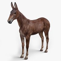 Mule Dark