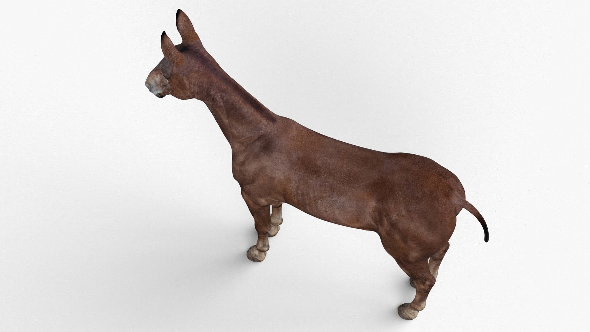 Mule Dark 3D https://p.turbosquid.com/ts-thumb/Cc/5gWLMU/g0/muledarkmb3dmodel008/jpg/1726016354/1920x1080/fit_q87/be8ea6b342e1ed3bc11059ffc82d95d1f8c0739f/muledarkmb3dmodel008.jpg