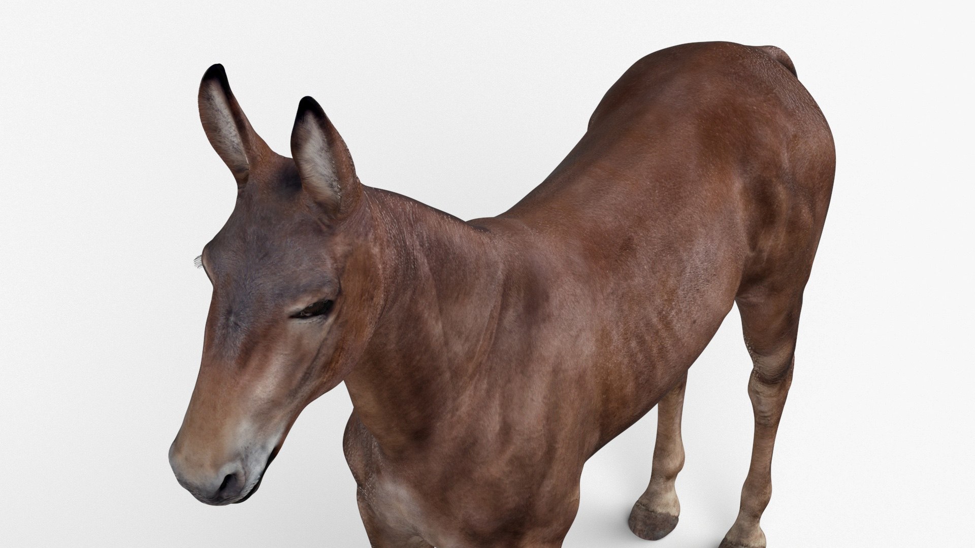 Mule Dark 3D https://p.turbosquid.com/ts-thumb/Cc/5gWLMU/pC/muledarkmb3dmodel011/jpg/1726016365/1920x1080/fit_q87/ecd9a60d612bad2e267bd9d2936b705845220a9a/muledarkmb3dmodel011.jpg