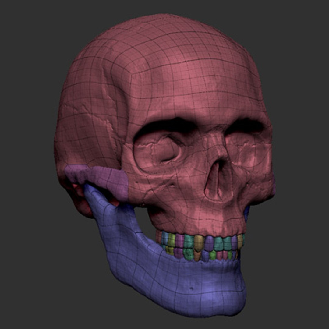 zbrush skull 3d model https://p.turbosquid.com/ts-thumb/Cc/6lkFo5/HUR5Iquh/skull_11/jpg/1417822733/1920x1080/fit_q87/9878846bd28f45a632435ed39540e69c4729f948/skull_11.jpg