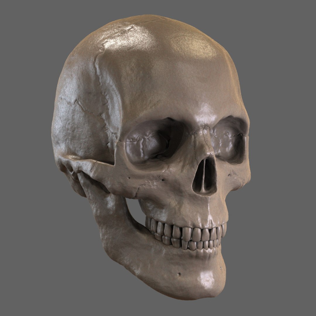 zbrush skull 3d model https://p.turbosquid.com/ts-thumb/Cc/6lkFo5/ctAF5FET/k1_signature/jpg/1417979826/1920x1080/fit_q87/53ce41d0c0fa337fc0bd3e12131cdf13698e621f/k1_signature.jpg