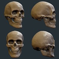 skull