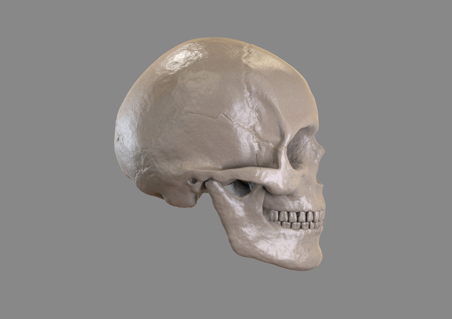 zbrush skull 3d model https://p.turbosquid.com/ts-thumb/Cc/6lkFo5/kwZkCEEh/k2/jpg/1417822733/1920x1080/fit_q87/31c5fd98c1237bbbcdad60c9dd5bd57c94a97c4a/k2.jpg
