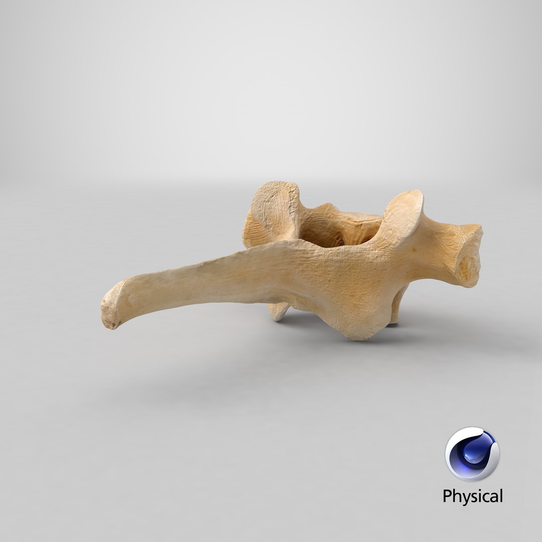 Kangaroo Red Necked Wallaby Thoracic Vertebrae TH1 3D model https://p.turbosquid.com/ts-thumb/Cc/N2HLrF/6V/stemcell_cinema_4d_physical_render/png/1690799426/1920x1080/fit_q87/37f019926423fed8b3b679ace64fce6c1d7c165f/stemcell_cinema_4d_physical_render.jpg