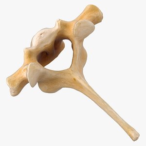 Kangaroo Red Necked Wallaby Thoracic Vertebrae TH1 3D model