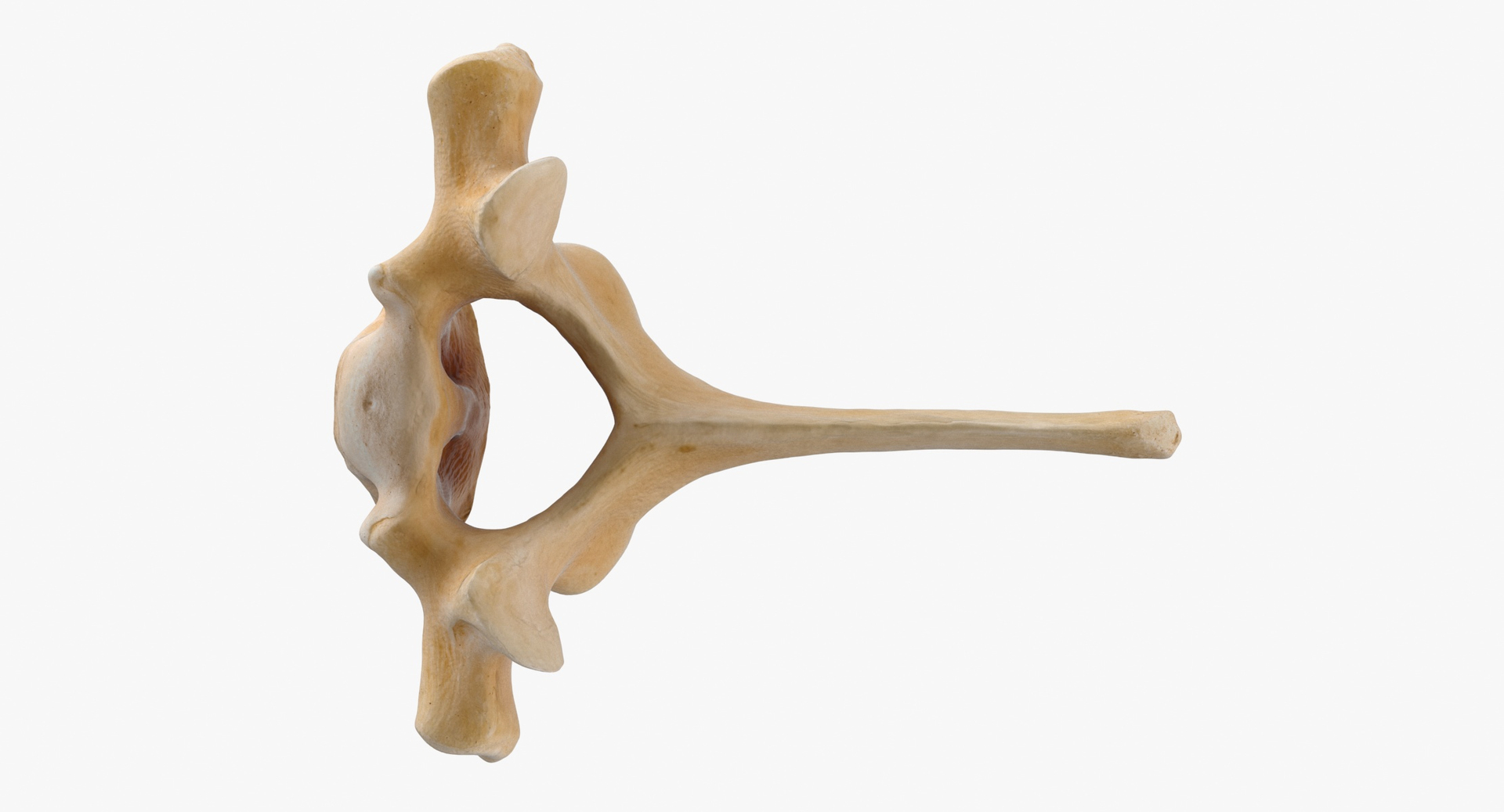 Kangaroo Red Necked Wallaby Thoracic Vertebrae TH1 3D model https://p.turbosquid.com/ts-thumb/Cc/N2HLrF/Cc/0000/jpg/1690456762/1920x1080/turn_fit_q99/e63860cd8566fadb2d274e5470bdbb3883e99d10/0000-1.jpg