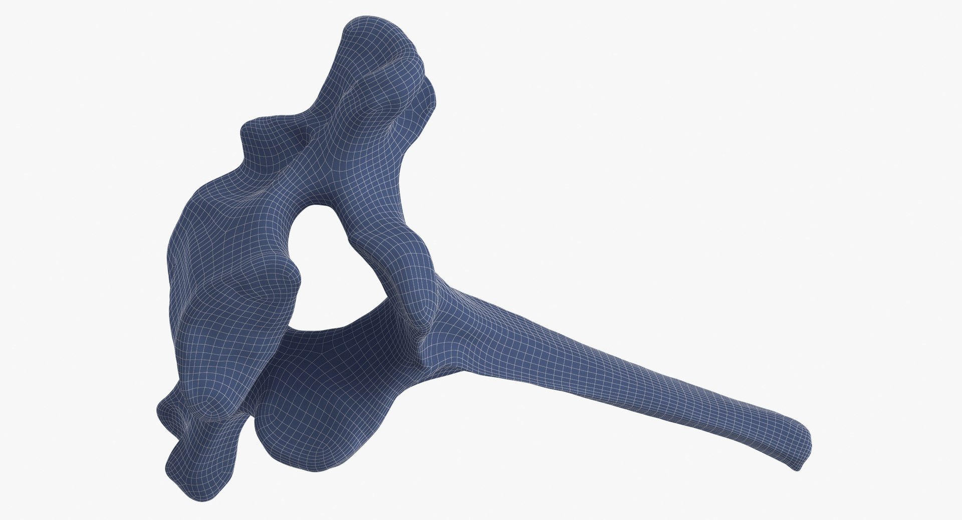 Kangaroo Red Necked Wallaby Thoracic Vertebrae TH1 3D model https://p.turbosquid.com/ts-thumb/Cc/N2HLrF/yu/kangaroo_red_necked_wallaby_thoracic_vertebrae_th1_wireframe_0007/jpg/1690456876/1920x1080/fit_q87/42fdd42a8da3b3af5151174cac743d674ea70896/kangaroo_red_necked_wallaby_thoracic_vertebrae_th1_wireframe_0007.jpg