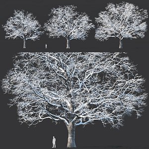 oak trees model