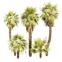 Washingtonia robusta Palm 567 Tree 3D Models