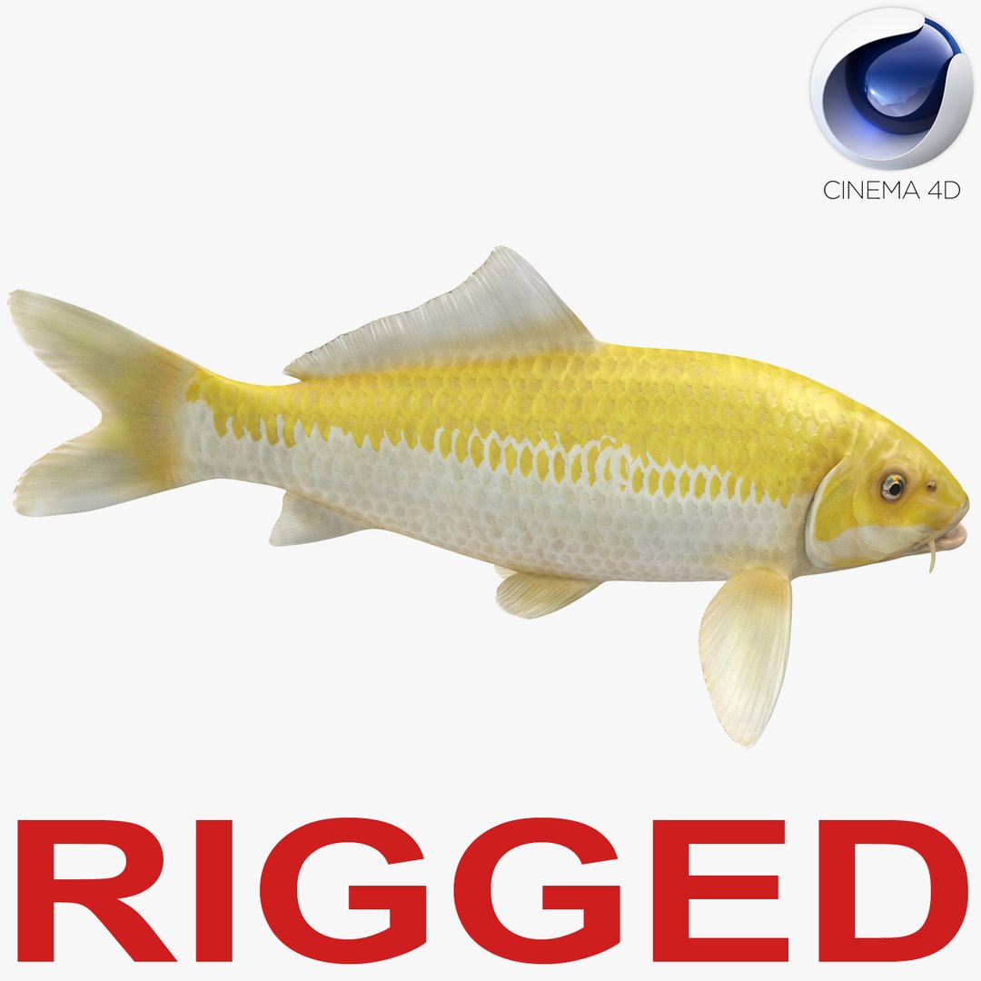 Yellow Koi Ogon Fish Rigged for Cinema 4D 3D model preview