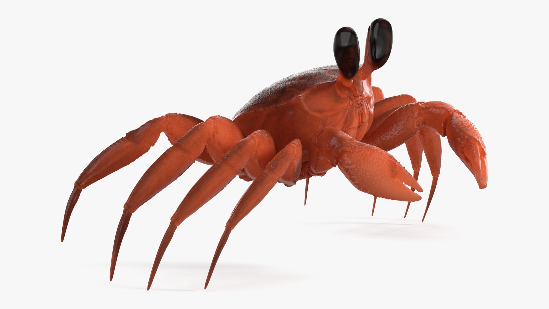 3D Tropical Ghost Crab Red Rigged for Maya model https://p.turbosquid.com/ts-thumb/Cd/7fJGDY/P5/tropical_ghost_crab_red_rigged_008/jpg/1751536923/1920x1080/fit_q87/2e7eaacaba58e61ebac254e9faab693c3917c03a/tropical_ghost_crab_red_rigged_008.jpg