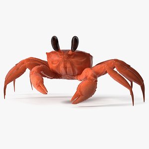 3D Tropical Ghost Crab Red Rigged for Maya model