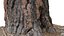 Ponderosa Stump 003