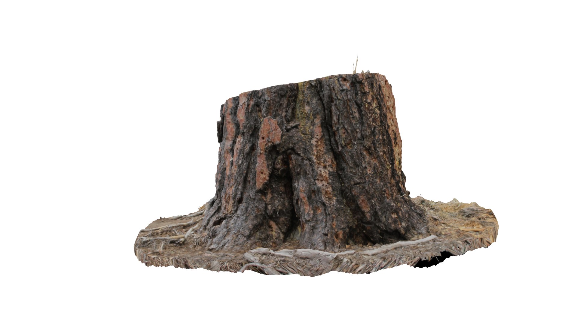 ponderosa tree stump 3D model https://p.turbosquid.com/ts-thumb/Cd/CbCqeV/L0l0s5IV/col08/png/1553641312/1920x1080/fit_q87/ee78ed61325a8da4453d042e6a1fe99d9a1d5c98/col08.jpg