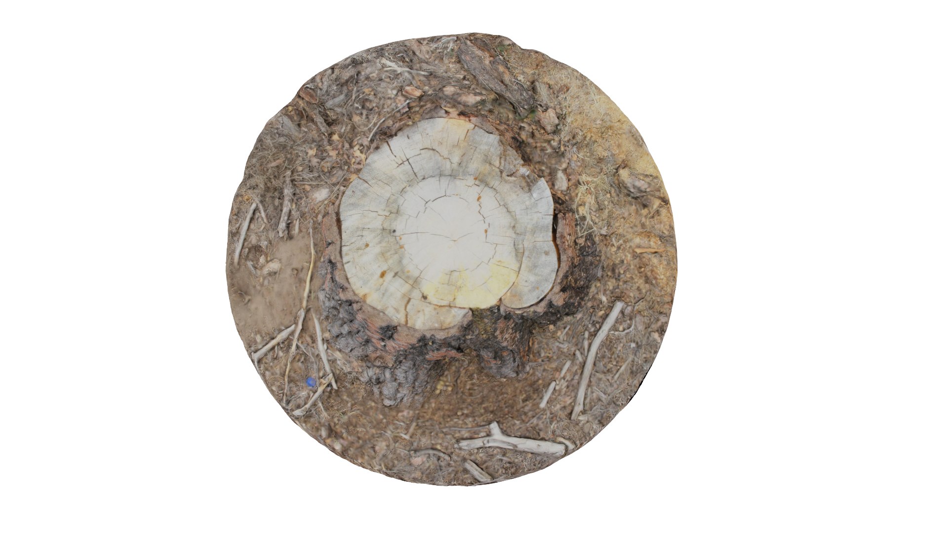 ponderosa tree stump 3D model https://p.turbosquid.com/ts-thumb/Cd/CbCqeV/L4rj0g0K/col07/png/1553641312/1920x1080/fit_q87/253389bf4e2f438c36fef5402767e6170f598af6/col07.jpg