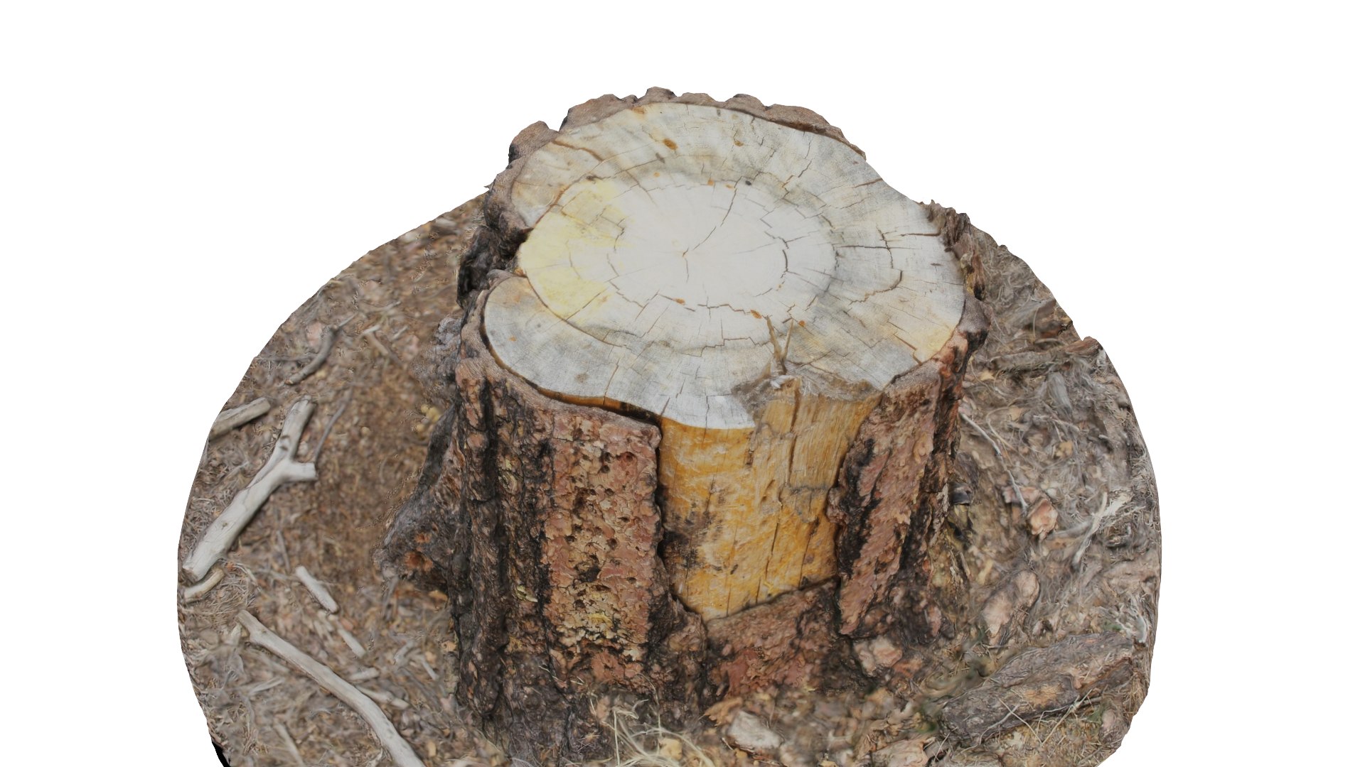 ponderosa tree stump 3D model https://p.turbosquid.com/ts-thumb/Cd/CbCqeV/Mi67YeBb/col03/png/1553641312/1920x1080/fit_q87/420636012f743e7e178d136df3f42268d29baf66/col03.jpg