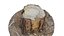 Ponderosa Stump 003