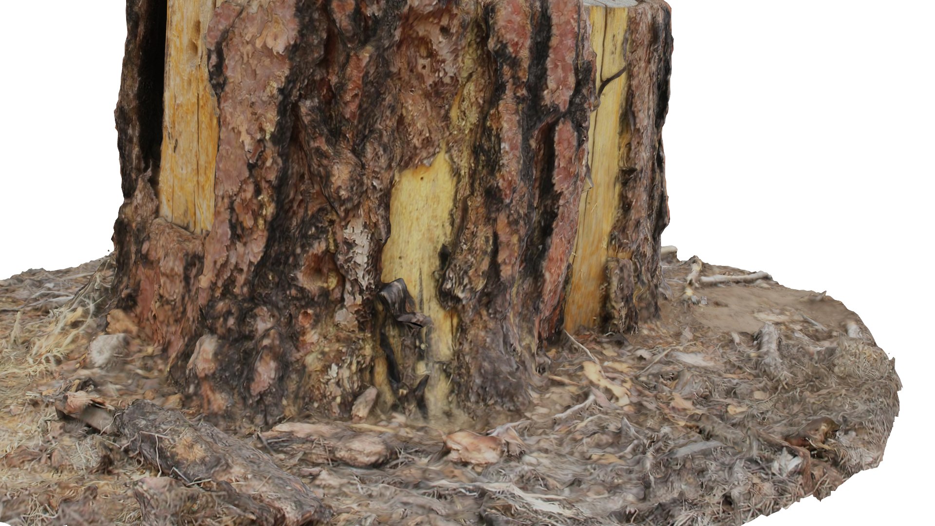 ponderosa tree stump 3D model https://p.turbosquid.com/ts-thumb/Cd/CbCqeV/P1MkRkvB/col01/png/1553641312/1920x1080/fit_q87/7b6790e378c338bb09aa79b962047826a92bf131/col01.jpg