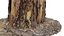 Ponderosa Stump 003