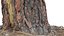 Ponderosa Stump 003